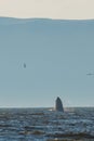 Pacific Ocean and silhouette of a big humpback whale breaching out of water in the ocean