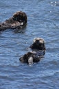 Pacific Ocean with Two Sea Otters Floating