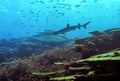 Whitetip Reef Shark