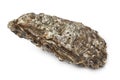 Pacific oyster Royalty Free Stock Photo