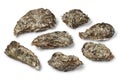 Pacific oysters Royalty Free Stock Photo