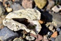 Pacific oysters on beach Crassostrea gigas Royalty Free Stock Photo