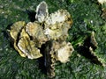 Pacific Oysters on the Beach