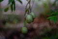 Pacific Papaya relieves the homesickness of Southeast Asian residents!