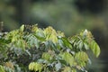 Pacific parrotlet (Forpus coelestis) in Ecuador Royalty Free Stock Photo