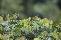 Pacific parrotlet (Forpus coelestis) in Ecuador Royalty Free Stock Photo