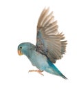 Pacific Parrotlet, Forpus coelestis, flying Royalty Free Stock Photo