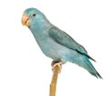 Pacific Parrotlet, Forpus coelestis, perched on branch Royalty Free Stock Photo