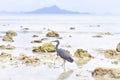 Pacific Reef Egret or Egretta sacra bird