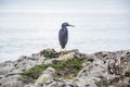 Pacific Reef Egret on the rock seaside asia Royalty Free Stock Photo