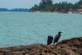 Pacific reef egrets