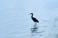 Pacific Reef Heron - Aitutaki Lagoon Cook Islands Royalty Free Stock Photo