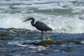 Pacific Reef Heron