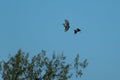 Pacific reef heron or Egretta sacra in flight following
