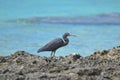 Pacific Reef Heron, in French Polynesia