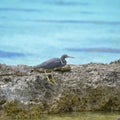 Pacific Reef Heron, in French Polynesia