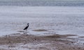 Pacific reef heron in shallow water Royalty Free Stock Photo