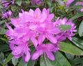 Pacific Rhododendron Royalty Free Stock Photo