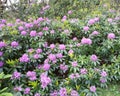 Pacific Rhododendron Rhododendron macrophyllum