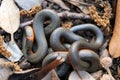 Pacific ring-necked snake Royalty Free Stock Photo