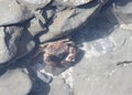 Pacific Rock Crab in a shallow tide pool during low tide, view from above Royalty Free Stock Photo