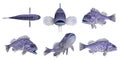 Pacific rock fish -blue rockfish_sebastes mystinus
