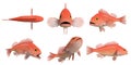 Pacific rock fish -  yelloweye rockfish_sebastes ruberrimus Royalty Free Stock Photo