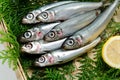 Pacific round herring Royalty Free Stock Photo
