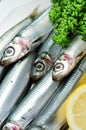 Pacific round herring Royalty Free Stock Photo