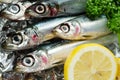 Pacific round herring Royalty Free Stock Photo