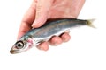 Pacific round herring Royalty Free Stock Photo