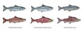 Pacific salmons Royalty Free Stock Photo