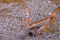 Pacific Sand Crab feeding