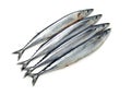 Pacific saury