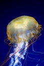 Pacific sea nettle (Chrysaora fuscescens) Royalty Free Stock Photo