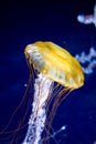 Pacific sea nettle Chrysaora fuscescens Royalty Free Stock Photo