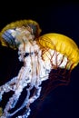 Pacific sea nettle Chrysaora fuscescens Royalty Free Stock Photo