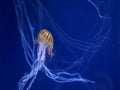 Pacific Sea Nettle, Chrysaora fuscescens exotic jellyfish on dark blue background long poisionous tentacles