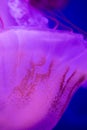 Pacific sea nettle Chrysaora Fuscescens jellyfish Royalty Free Stock Photo