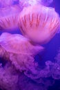 Pacific sea nettle Chrysaora Fuscescens jellyfish Royalty Free Stock Photo