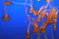 Pacific sea nettle, Chrysaora fuscescens, Monterey aquarium, USA