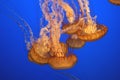 Pacific sea nettle, Chrysaora fuscescens, Monterey aquarium, USA