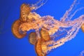 Pacific sea nettle, Chrysaora fuscescens, Monterey aquarium, USA