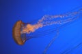 Pacific sea nettle, Chrysaora fuscescens, Monterey aquarium, USA