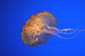 Pacific sea nettle, Chrysaora fuscescens, Monterey aquarium, USA