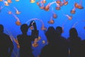 Pacific sea nettle, Chrysaora fuscescens, Monterey aquarium, USA