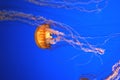 Pacific sea nettle, Chrysaora fuscescens, Monterey aquarium, USA