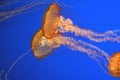 Pacific sea nettle, Chrysaora fuscescens, Monterey aquarium, USA