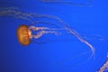 Pacific sea nettle, Chrysaora fuscescens, Monterey aquarium, USA