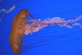 Pacific sea nettle, Chrysaora fuscescens, Monterey aquarium, USA